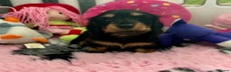 Miniature Dachshund dogs for sale: Beautiful KC Miniture long haired dachshund girl  - Advert 8