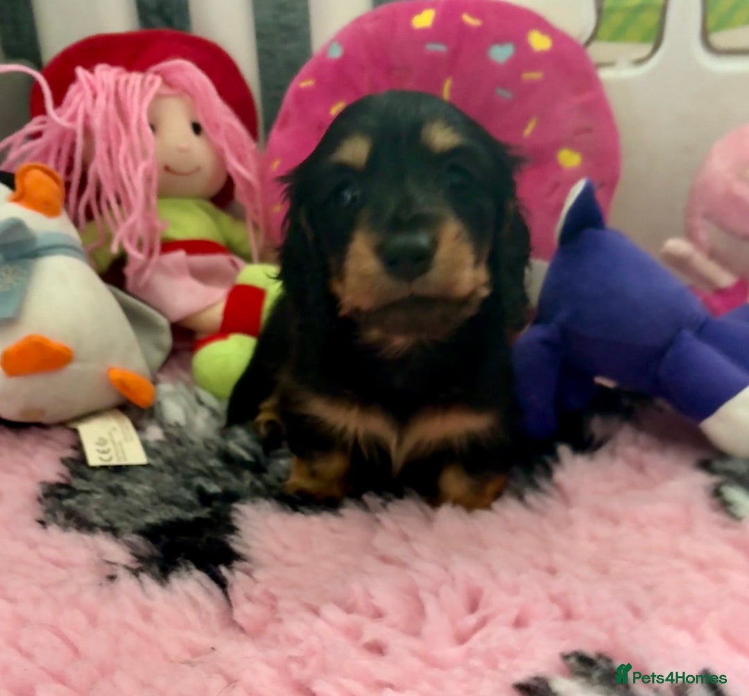 Miniature Dachshund dogs for sale: Beautiful KC Miniture long haired dachshund girl  - Advert 8