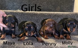 Miniature Dachshund dogs for sale: Beautiful miniature dachshunds  - Image 3
