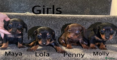 Miniature Dachshund dogs - Advert 15