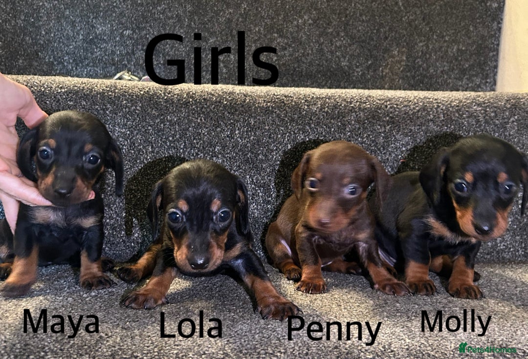 Miniature Dachshund dogs for sale: Beautiful miniature dachshunds  - Image 3