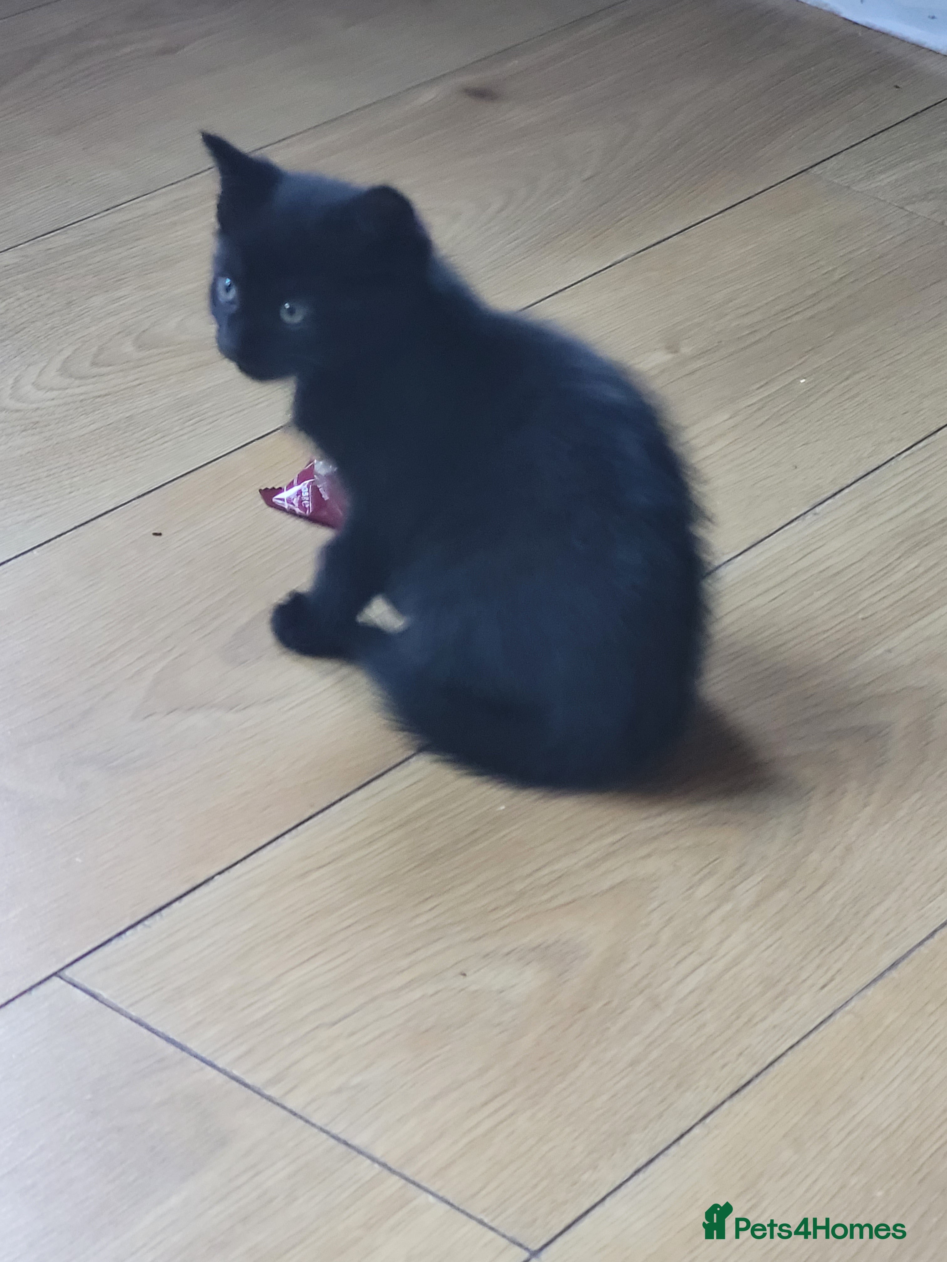 Mixed Breed cats 1 little girl left all black  - Advert 3