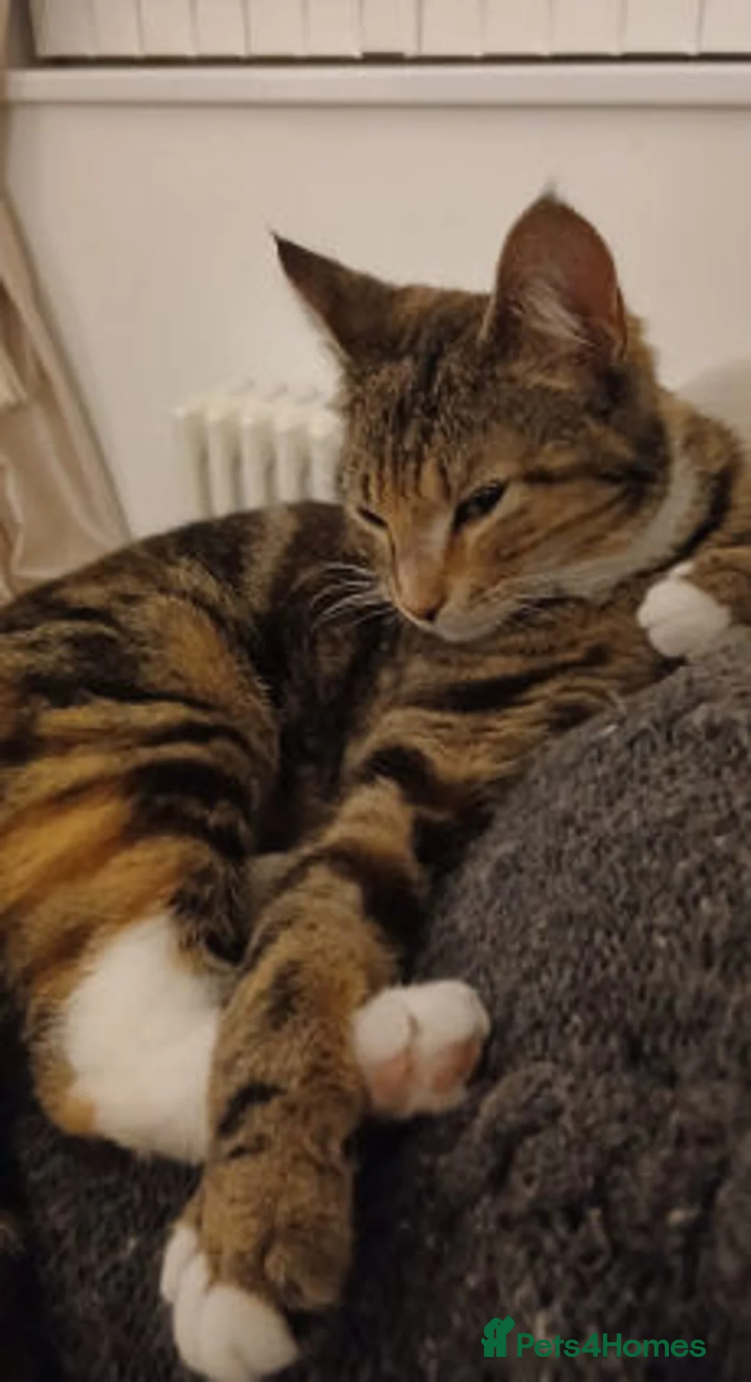 Mixed Breed cats for adoption: REYA. - Advert 8