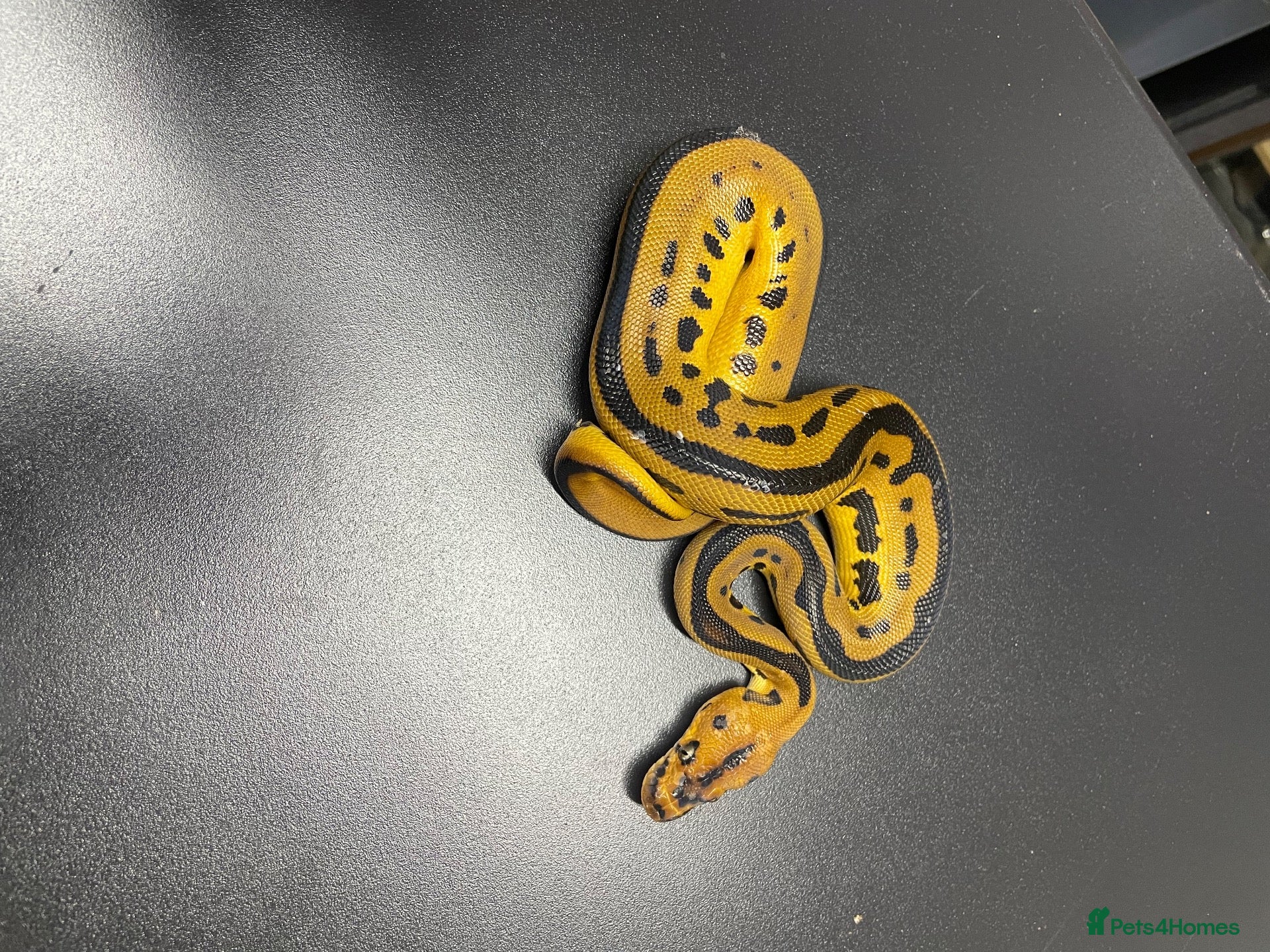 Python Snake reptiles Royal pythons 2026 hatchlings  - Advert 1
