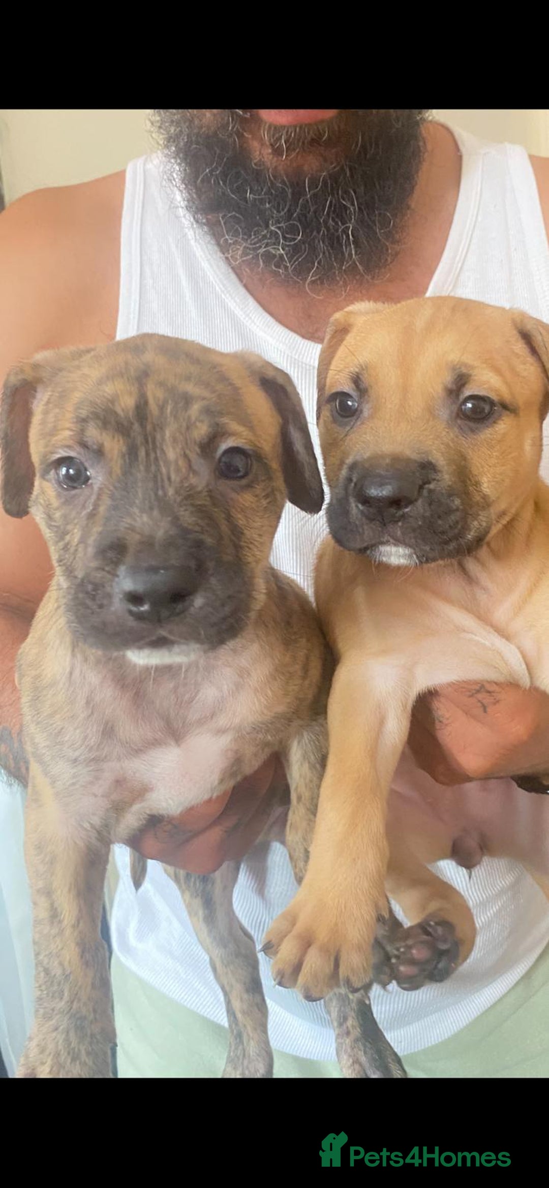 Mixed Breed dogs for sale: Mixed breed Litter of 8 pups - Image 1