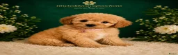 Cavapoochon dogs for sale: Tinyteddycavapoochons Now available  - Advert 5