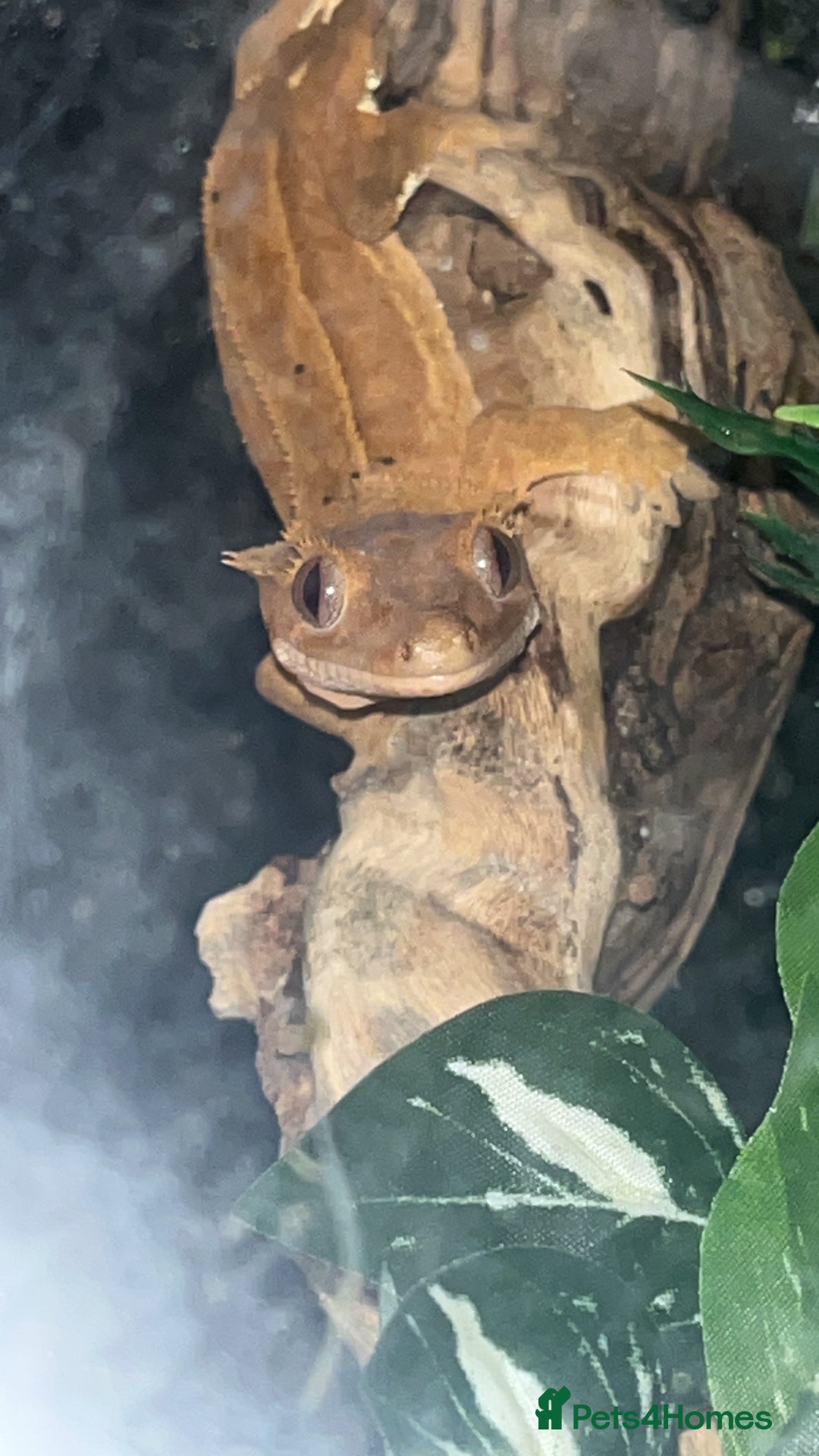 Gecko reptiles for sale: Orange Dalmation Crested gecko - Advert 8