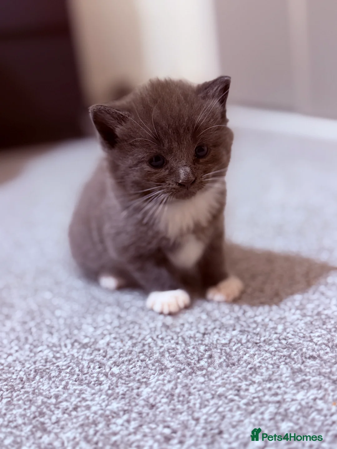 Mixed Breed cats for sale: No names yet - Advert 11