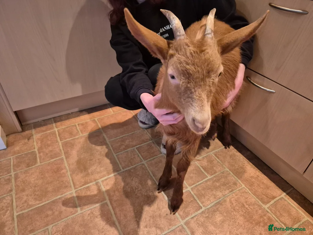 Goats livestock for sale: Female British Gurnsey Goat Kid - Advert 2