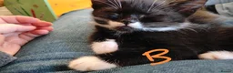 Mixed Breed cats for sale: Friendly and Playful Kittens for Sale in Horsham - Advert 21