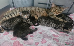 European cats for sale: 4 beautiful kittens looking for the New 🤎 home  - Image 27