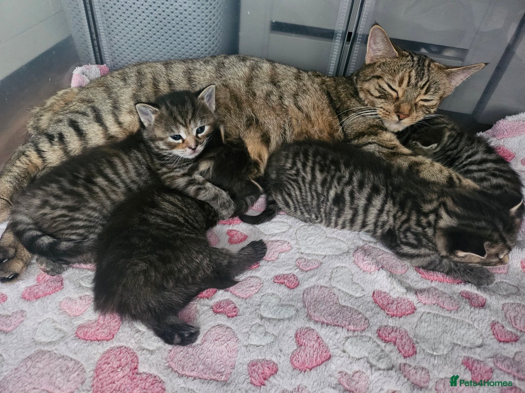 European cats for sale: 4 beautiful kittens looking for the New 🤎 home  - Image 27