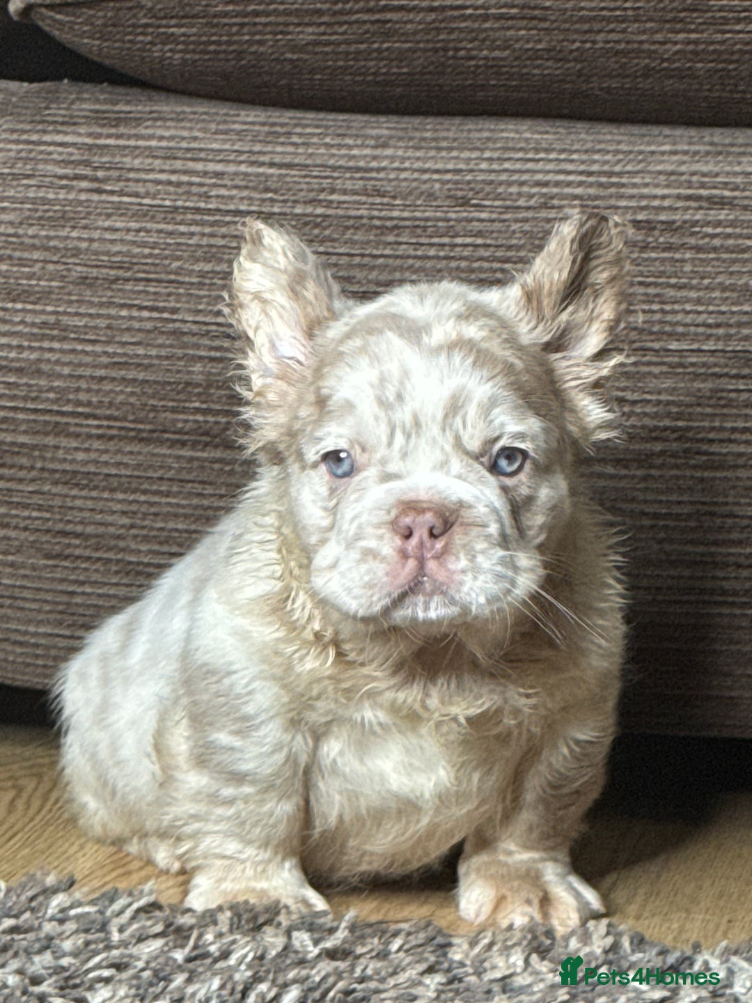 French Bulldog dogs for sale: Unique French bulldog pups - Advert 5
