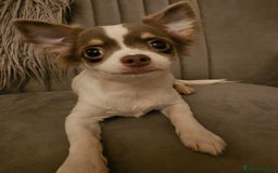 Chihuahua dogs for sale: Chihuahua Puppies–Stunning Colours–Ready for Homes - Image 3