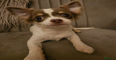 Chihuahua dogs - Advert 11