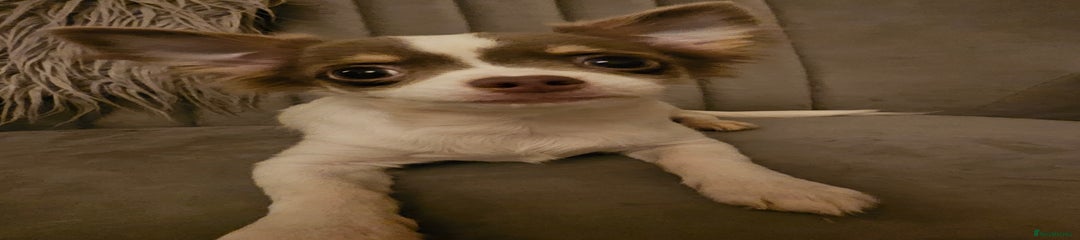 Leonardo (Leo)