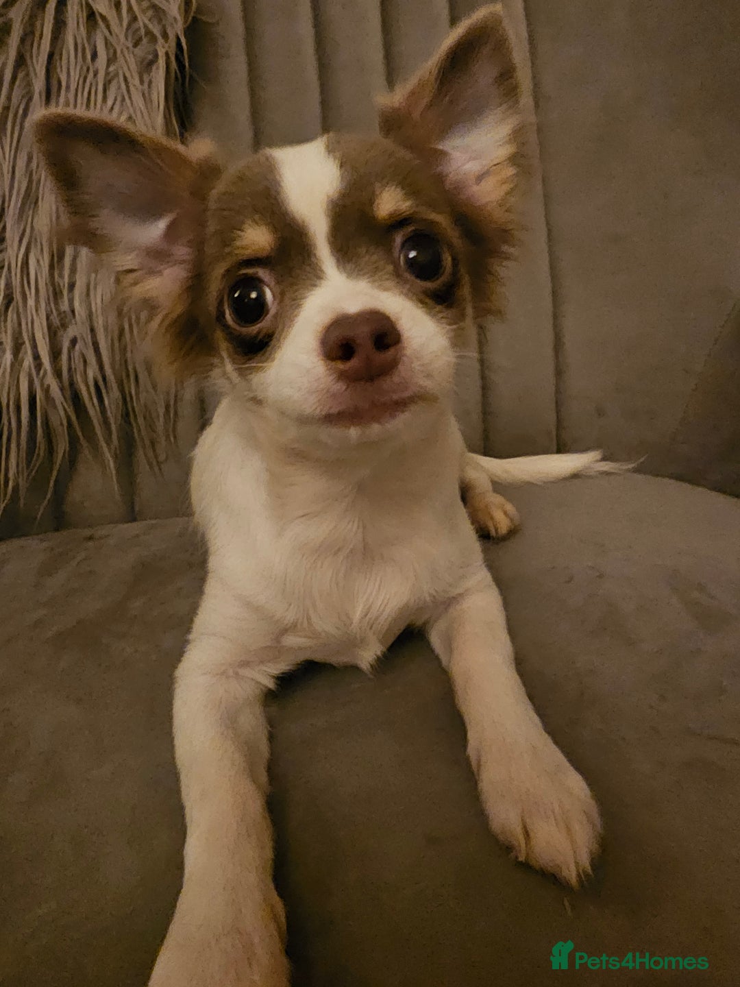 Chihuahua dogs for sale: Chihuahua Puppies–Stunning Colours–Ready for Homes - Image 3