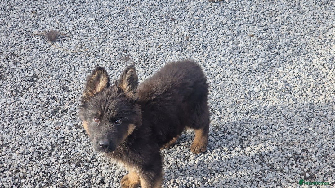 German Shepherd dogs for sale: German Shepherd pups  - Image 6