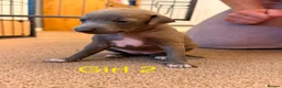 Italian Greyhound dogs for sale: Kc registered italian-greyhounds  - Advert 4