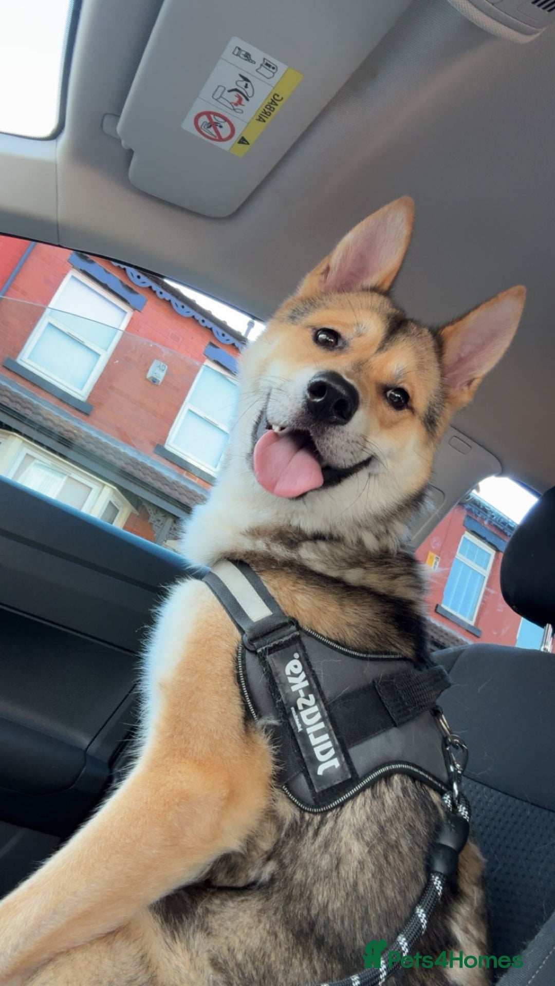 Huskita dogs for sale: Male Huskita - Image 2