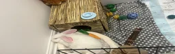 English rabbits for sale: Selling Mochi the bunny - Advert 2