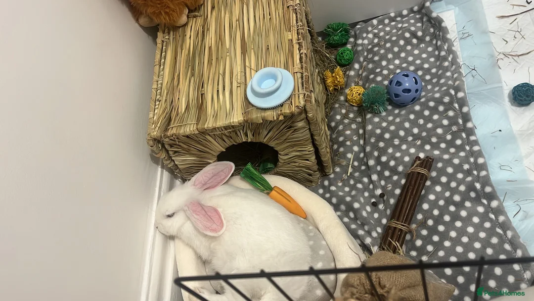 English rabbits for sale: Selling Mochi the bunny - Advert 2
