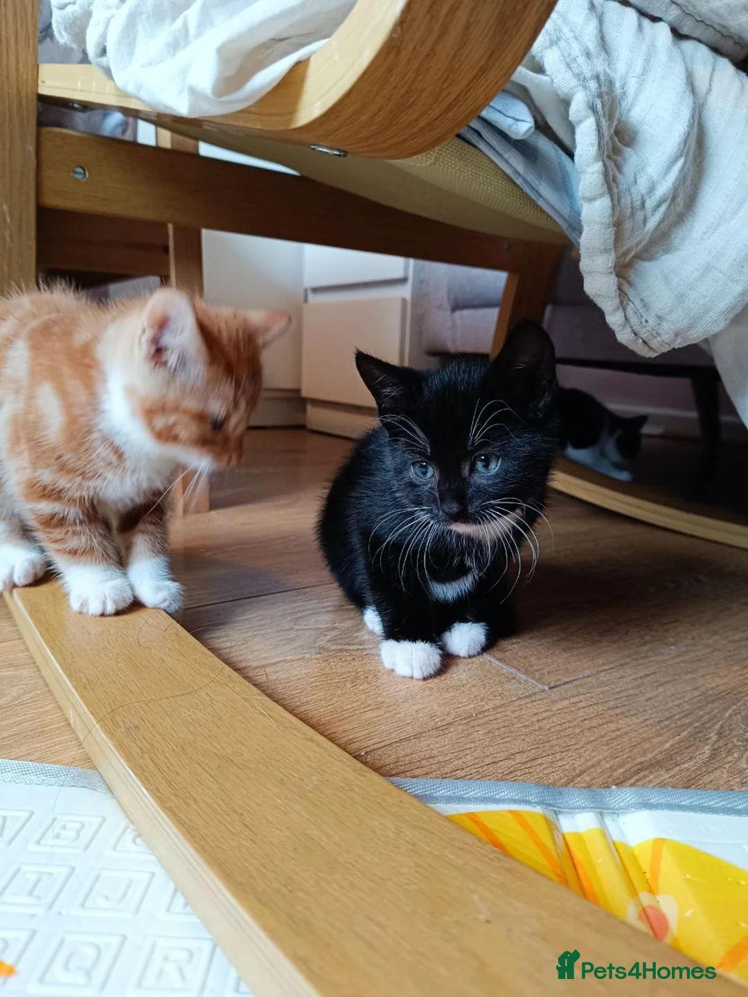 Mixed Breed cats for sale: Adorable Kittens Looking for Loving Homes - Advert 12