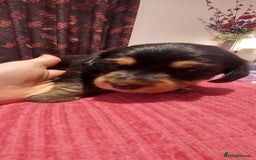 Mixed Breed dogs for sale:  ❤️Two girls very lovely❤️Daschaund with bishon  - Image 4