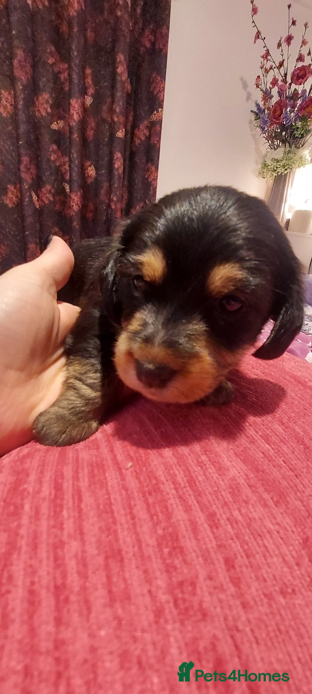 Mixed Breed dogs for sale:  ❤️Two girls very lovely❤️Daschaund with bishon  - Image 4