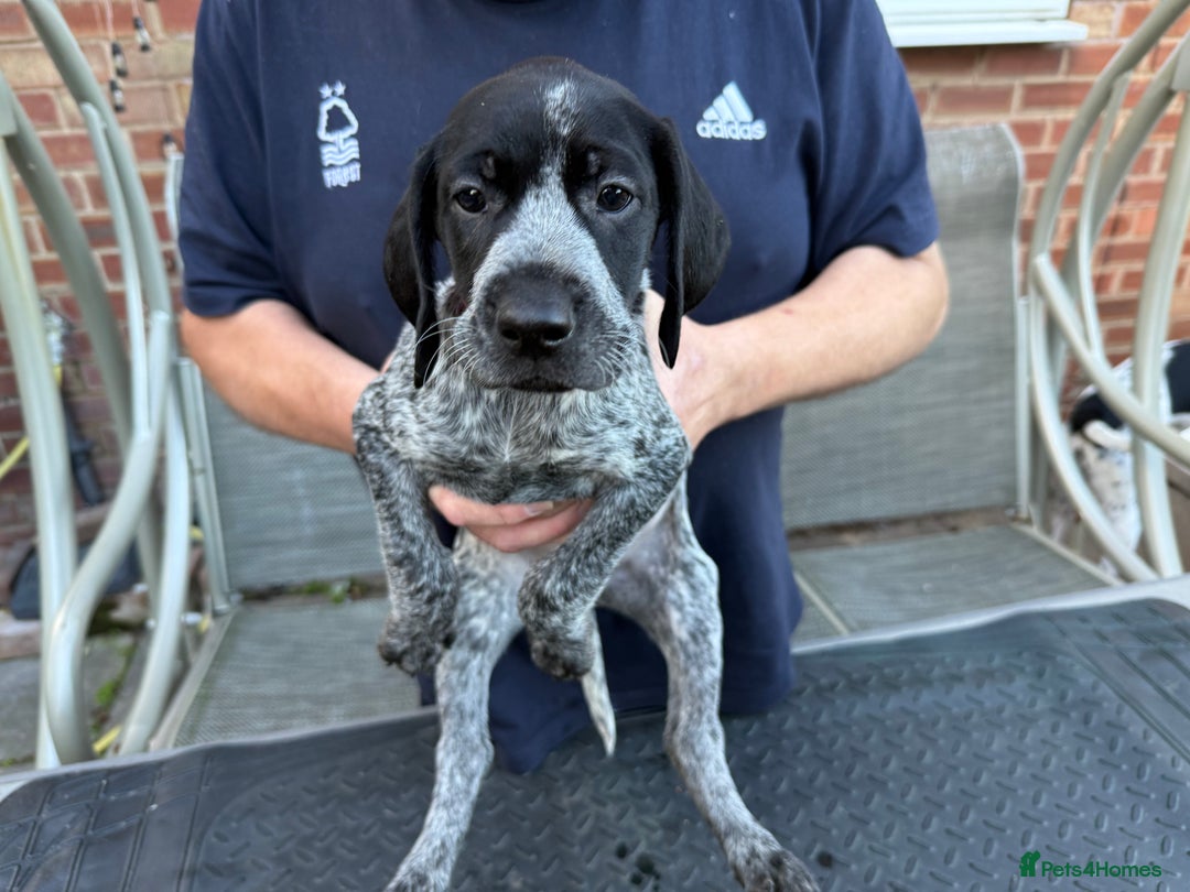 Mixed Breed dogs for sale: German shorthair pointer/wirehairpointer - Image 20