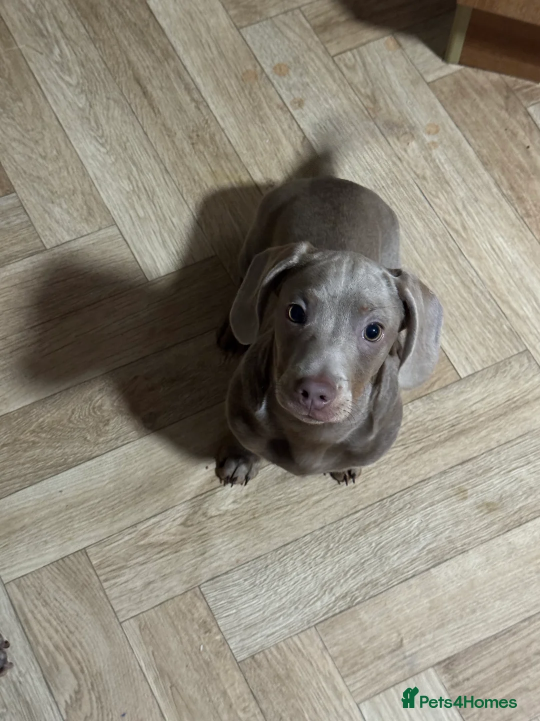 Miniature Dachshund dogs for sale: 4 month old miniature dashhound  - Advert 4