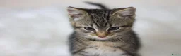 Mixed Breed cats for sale: Stunning Male Tabby Kitten  - Advert 5