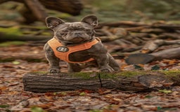 French Bulldog dogs for sale: French bulldog puppies  - Image 7