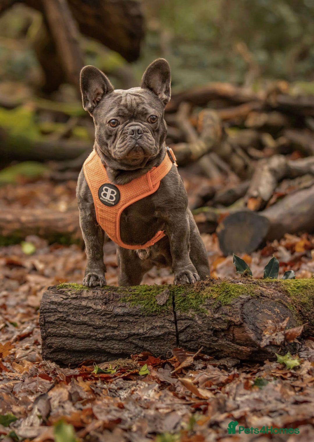 French Bulldog dogs for sale: French bulldog puppies  - Image 7