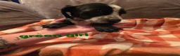 Mixed Breed dogs for sale: Dalmatian x cocker spaniel puppies  - Advert 11