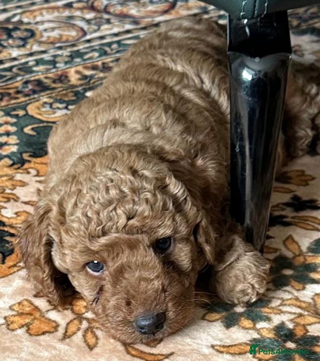 Cockapoo dogs for sale: Beautiful F1B Cockapoo Boys **1 Boy Now Reserved** - Image 7