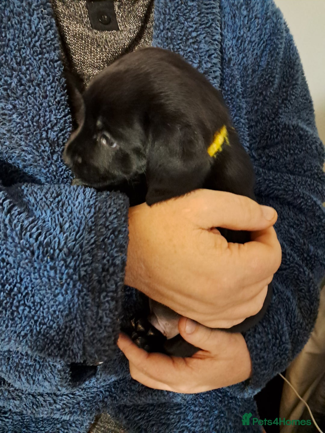 Mixed Breed dogs for sale: Splurcherpoo - Image 5