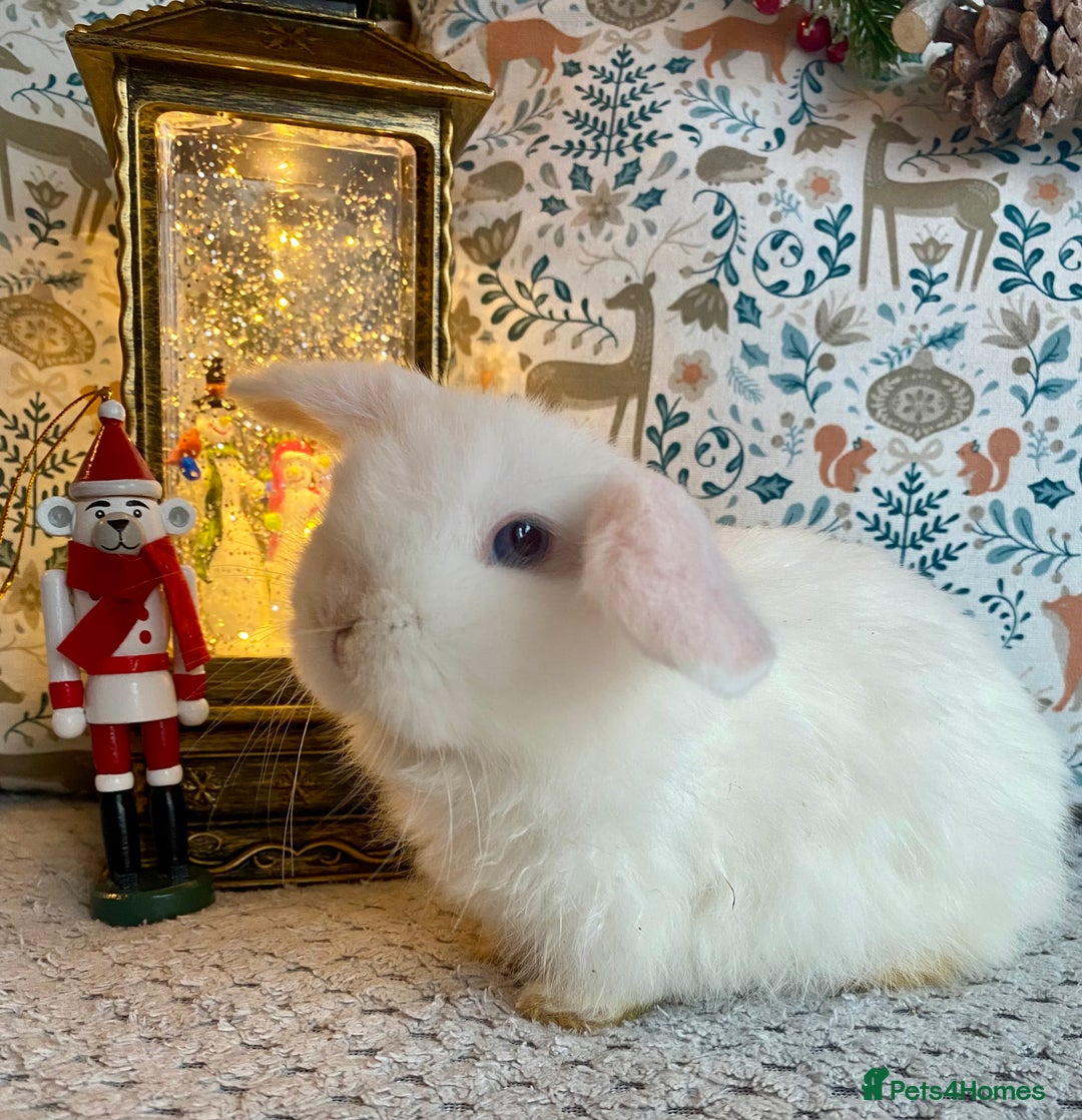 Mini Lop rabbits for sale: Pure bred Mini Lops - Advert 9