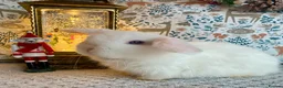 Mini Lop rabbits for sale: Pure bred Mini Lops - Advert 9