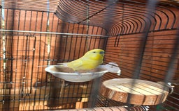 Budgerigars birds for sale: Beautiful Male budgies available for sale - Image 5
