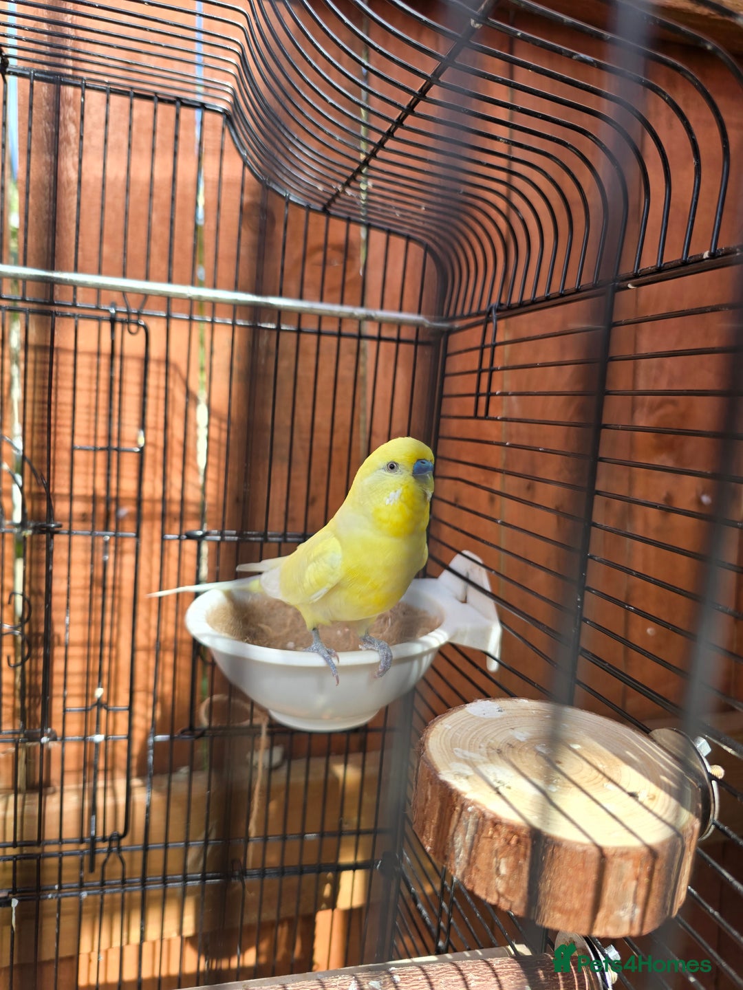 Budgerigars birds for sale: Beautiful Male budgies available for sale - Image 5