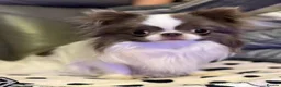 Chihuahua dogs for sale: ✨  **  chihuahua ✨ 1 long haired boy left  - Advert 18