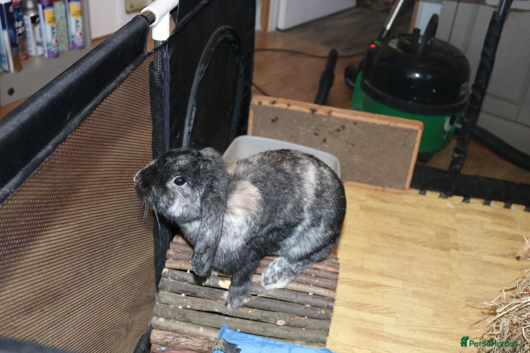 Mini Lop rabbits for sale: Mini Lop Doe - Advert 7