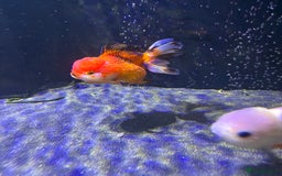 Fancy Goldfish fish for sale: Large Fancy goldfish 2 oranda one ranchu  - Image 2