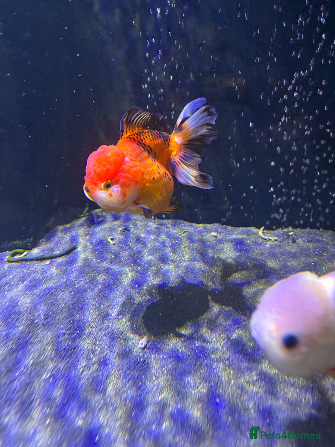 Fancy Goldfish fish for sale: Large Fancy goldfish 2 oranda one ranchu  - Image 2