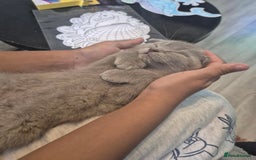 Scottish Fold cats for sale: Scottish Fold Kittens🩵 - Image 2