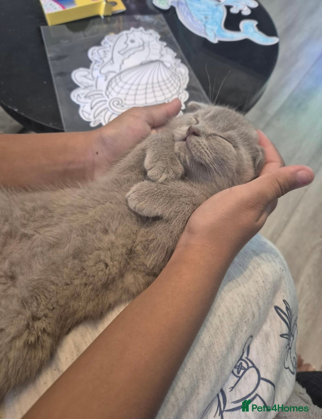 Scottish Fold cats for sale: Scottish Fold Kittens🩵 - Image 2