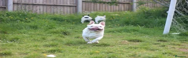 French Bulldog Puppy 1