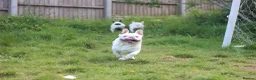 French Bulldog dogs for sale: X1 Platinum boy and x1 Black pied girl  - Advert 7