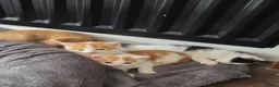 Mixed Breed cats for sale: Only 3 left - adorable friendly kittens - Advert 3